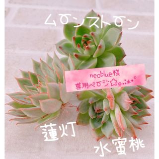 《2》多肉植物 エケベリア 韓国苗 ムーンストーン 水蜜桃 蓮灯♡♡(その他)