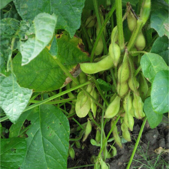 兵庫県丹波産　黒大豆枝豆　さや1キロ 食品/飲料/酒の食品(野菜)の商品写真