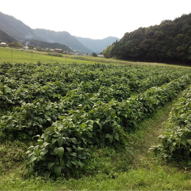 兵庫県丹波産　黒大豆枝豆　さや1キロ 食品/飲料/酒の食品(野菜)の商品写真