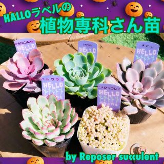 ルポゼ多肉植物専門店　数量限定！Halloラベル植物専科さんの3多肉5種セット(その他)