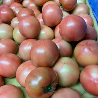 愛知県産トマト　訳あり品2kg(野菜)