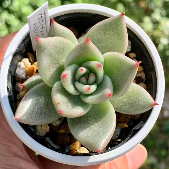 ☆アガボイデス×トバレンシス 多肉植物(抜き苗・速達付)自家栽培
