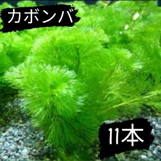 【残り僅か】カボンバ11本(アクアリウム)