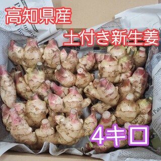 高知県産 土付き新生姜4キロ(野菜)
