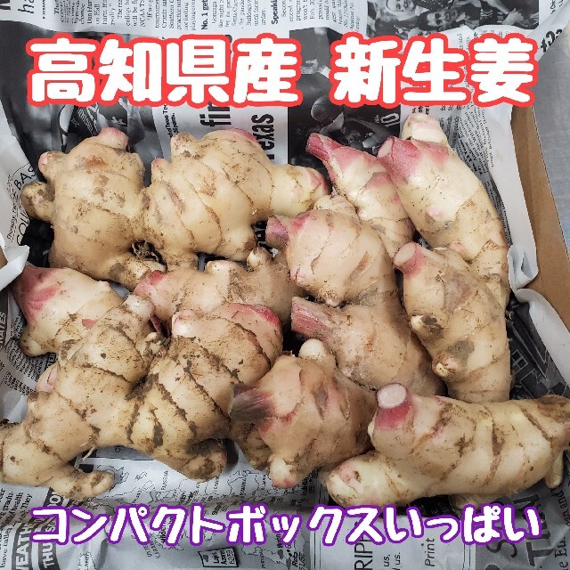 高知県産 土付き新生姜1キロ コンパクト 食品/飲料/酒の食品(野菜)の商品写真