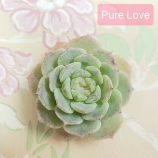 ◆Pure Love◆　韓国苗　エケベリア　多肉植物(その他)