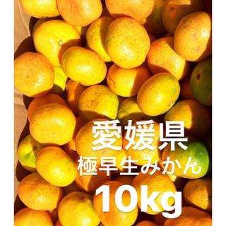 愛媛県産　極早生みかん　柑橘　10kg(フルーツ)