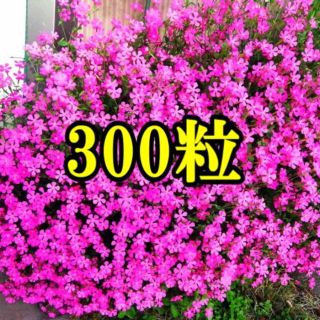 育てやすく丈夫で豪華に咲く　 シレネ　ピンクパンサー　 種　３００粒以上(その他)