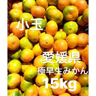 愛媛県　極早生みかん　柑橘　15kg(フルーツ)
