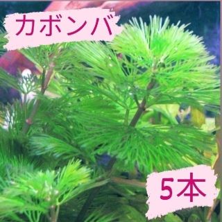 【限定販売 4/4 】カボンバ5本(アクアリウム)