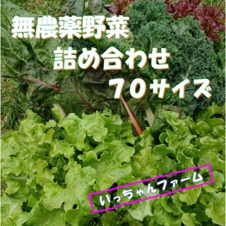 秋を感じる野菜セット　秋野菜の詰め合わせ　７０サイズ　１０月３０日〜３１日の発送(野菜)