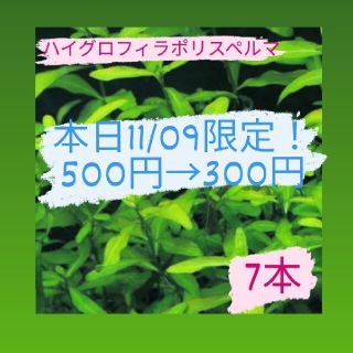 【24時間限定】ハイグロフィラポリスペルマ 7本(アクアリウム)