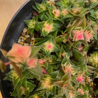 多肉植物　茜の塔錦　カット苗　3本(その他)