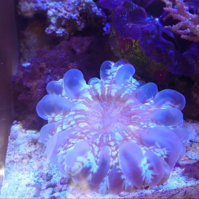 コハナガタサンゴ 珊瑚