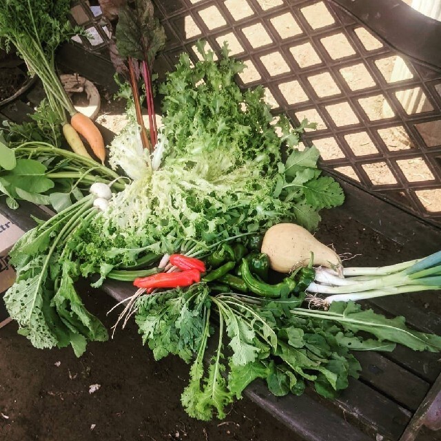 無農薬野菜セット　fickle beat 食品/飲料/酒の食品(野菜)の商品写真