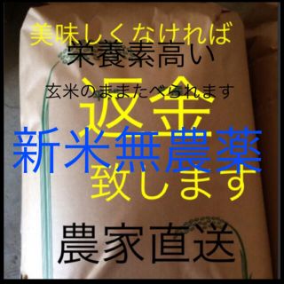 爆美味い　新米　無農薬純こしひかり30㎏  玄米(米/穀物)