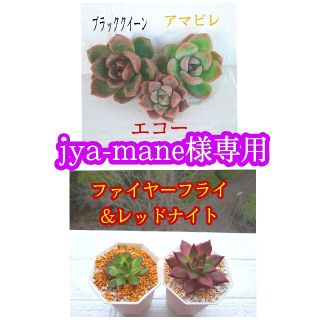 jya-mane様専用　2セット同梱　追加苗あり(その他)