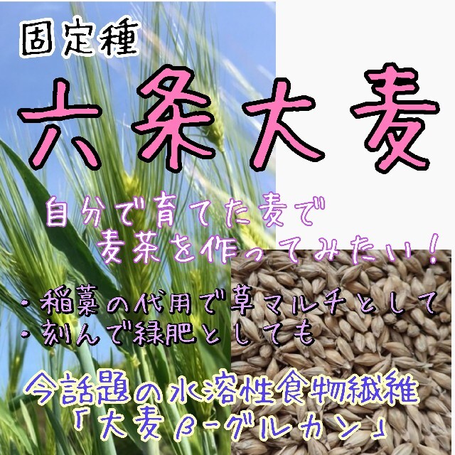 六条大麦 『春雷』 固定種 家庭菜園 麦茶 野菜の種 種子 種 食品/飲料/酒の食品(野菜)の商品写真