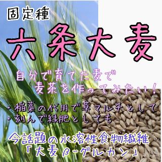 六条大麦 『春雷』 固定種 家庭菜園 麦茶 野菜の種 種子 種(野菜)