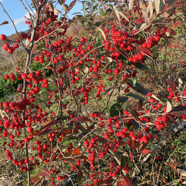 赤い実 茎付き 花材 ドライフラワー 生花 パーツ 木ノ実 ハンドメイドの素材/材料(各種パーツ)の商品写真