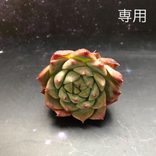 キュッティ　多肉植物　②(その他)