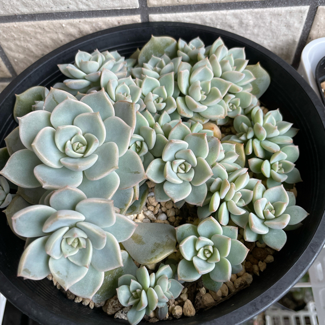 多肉植物 白牡丹? 薄氷? 堅苦しい 根付き苗(抜き苗発送) 多肉植物 白牡丹? 薄氷? 堅苦しい 根付き苗(抜き苗発送)