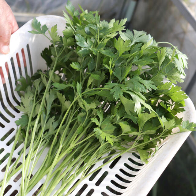 無農薬 イタリアンパセリ 100g 食品/飲料/酒の食品(野菜)の商品写真