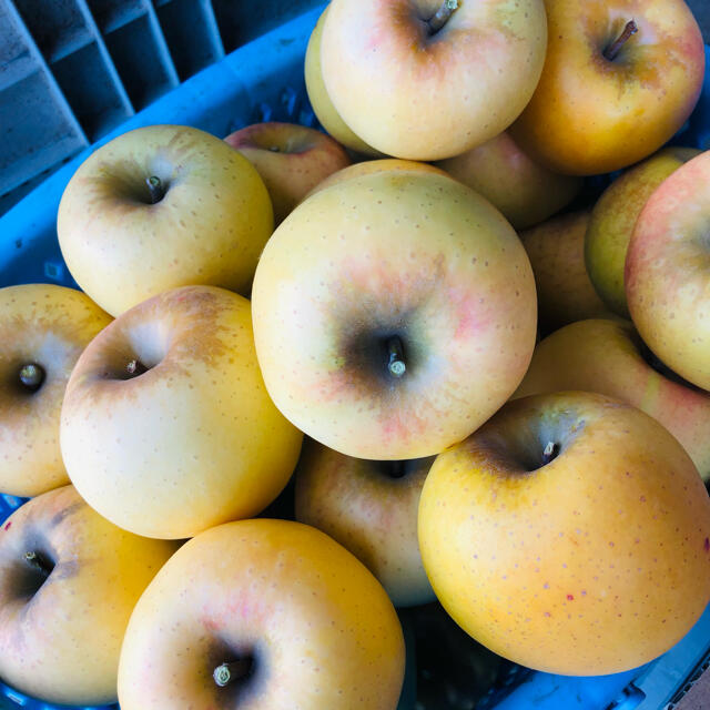 信州おばぁちゃんりんご　シナノゴールド16玉 食品/飲料/酒の食品(フルーツ)の商品写真