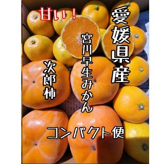 愛媛県産　次郎柿　宮川早生みかん　コンパクト便　柑橘　ミカン　フルーツ (フルーツ)
