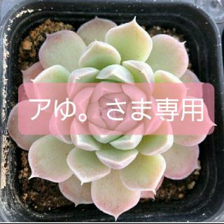 激レア&ピンクに紅葉する◆Ice rose◆　韓国苗　エケベリア　多肉植物(その他)