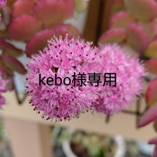 kebo様専用(その他)