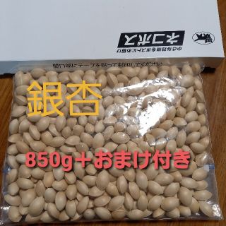 銀杏　ぎんなん　850g＋おまけ付　お得です(その他)