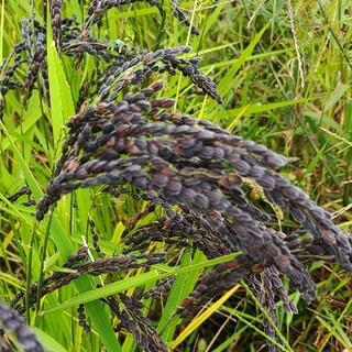 古代米の稲穂❤️種籾用2500粒程(米/穀物)
