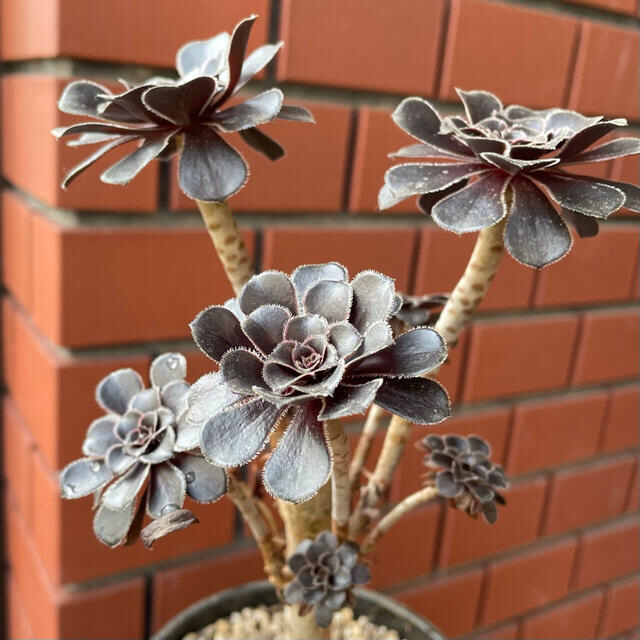 ☆。*Aeonium arboreum cv.Atropurpureum☆。* ハンドメイドのフラワー/ガーデン(その他)の商品写真