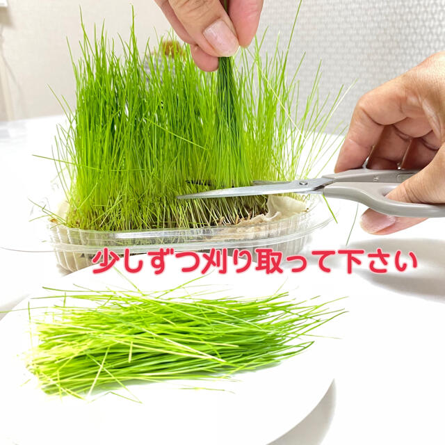 生イタリアンライグラス 猫草 チモシー 餌 うさぎモルモット 生牧草 酵素おやつ