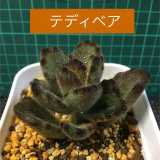 多肉植物　テディベア　抜き苗(その他)