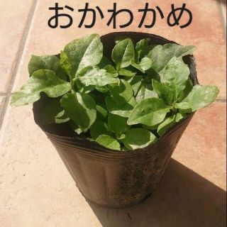 おかわかめの苗 5株(野菜)