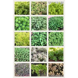 多肉植物★セダム100カット♪15種類★寄せ植えやグリーンカーペットに◎(その他)