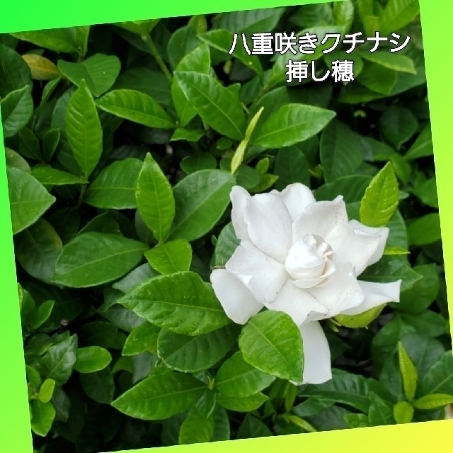 Flower 八重咲きクチナシ 挿し穗 癒しの香り 挿し木用カット枝の通販 By Junmimi S Shop フラワーならラクマ