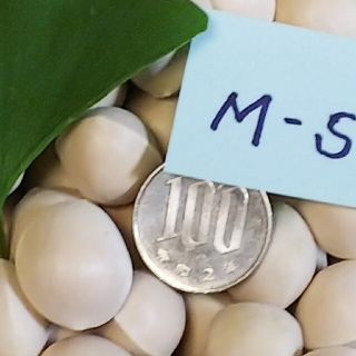 しんいち様専用 M-S 80サイズ一杯 ゆうパック 祖父江町産銀杏(野菜)