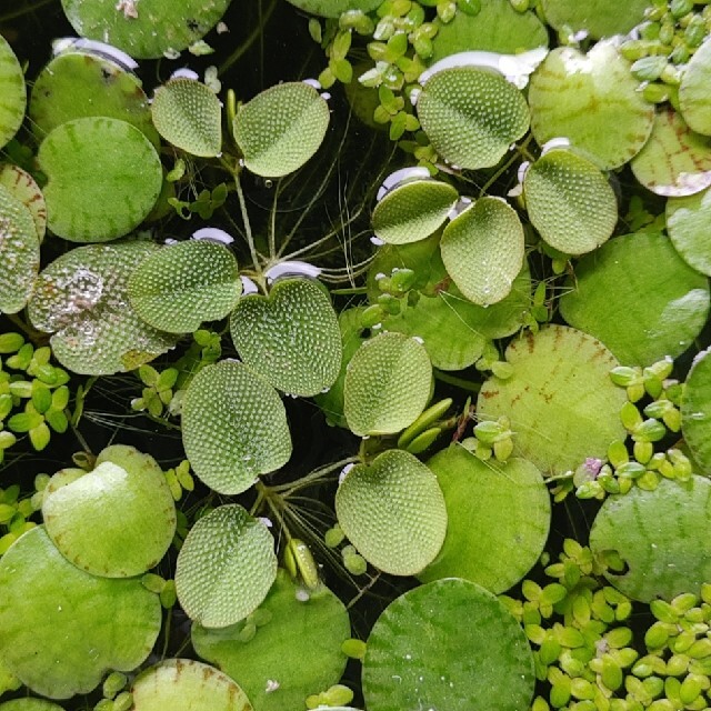 ３種の水草　(完全無農薬) その他のペット用品(アクアリウム)の商品写真