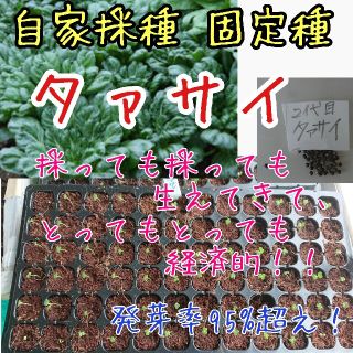 タァサイ 固定種 自家採種 2代目 野菜の種 家庭菜園 プランター 種子 種(野菜)