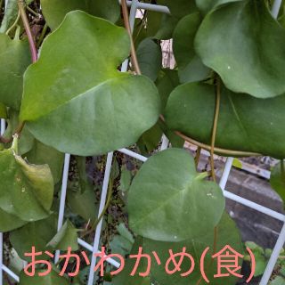 おかわかめ　むかご　220ｇ　(野菜)