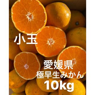 愛媛県産　極早生みかん　柑橘　10kg(フルーツ)