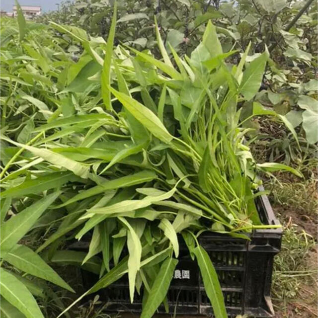 福岡県産★野菜詰め合わせ　60サイズ　栽培期間中農薬不使用または減農薬　朝摘み 食品/飲料/酒の食品(野菜)の商品写真