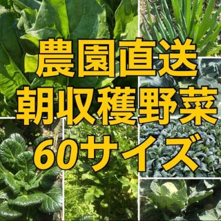 福岡県産★野菜詰め合わせ　60サイズ　栽培期間中農薬不使用または減農薬　朝摘み(野菜)