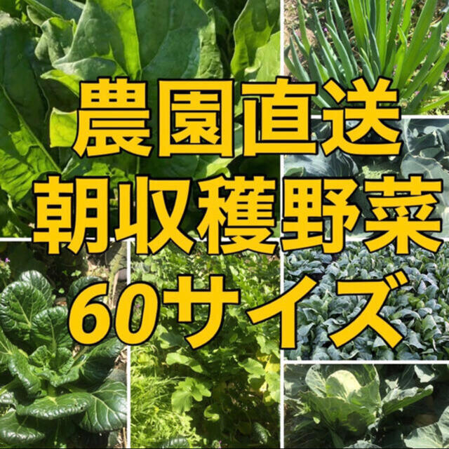 福岡県産★野菜詰め合わせ　60サイズ　栽培期間中農薬不使用または減農薬　朝摘み 食品/飲料/酒の食品(野菜)の商品写真