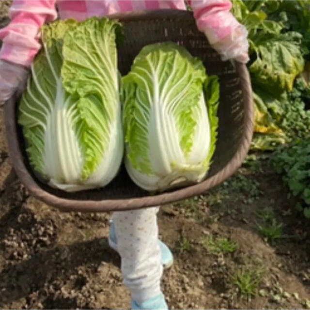 福岡県産★野菜詰め合わせ　60サイズ　栽培期間中農薬不使用または減農薬　朝摘み 食品/飲料/酒の食品(野菜)の商品写真