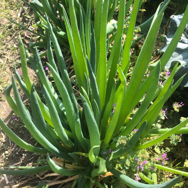 福岡県産★野菜詰め合わせ　60サイズ　栽培期間中農薬不使用または減農薬　朝摘み 食品/飲料/酒の食品(野菜)の商品写真