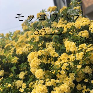 土付きのモッコウバラ 木工薔薇 挿し木 根付き 黄色(プランター)